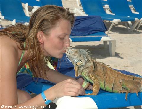 A kiss to the iguana