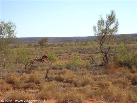Kangaroos hopping among dry shrubs and red sand in the Australian outback