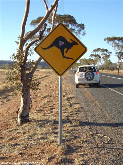 Yellow kangaroo road sign beside a white car on an outback highway