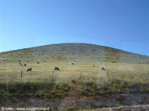 Sheep grazing on grassy hill, fence in foreground, clear blue sky