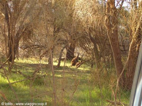 Kangaroo among dry trees and green grass, photographed from the car