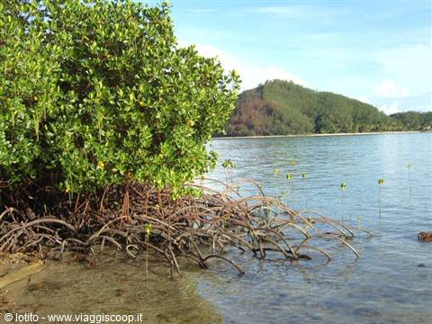 Mangroves