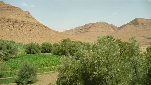Green oasis with palm trees and cultivated fields beneath rocky mountains