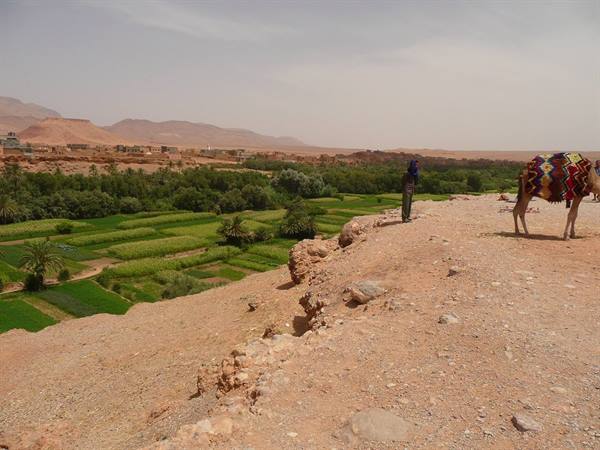 Saddled camel on red rock above a green palm grove