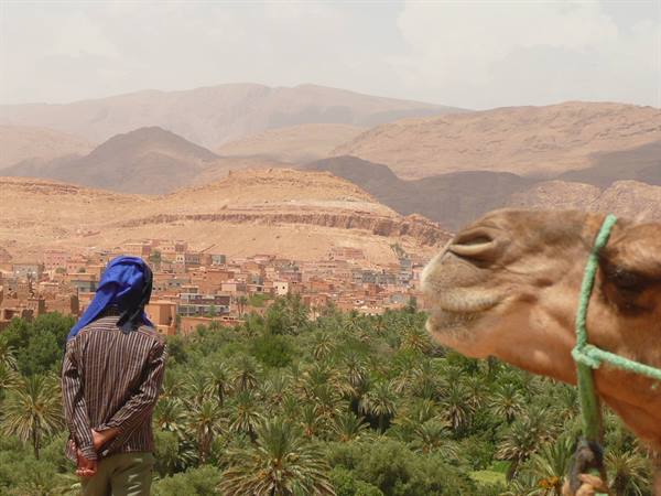 Man in blue turban beside a camel above a date palm grove