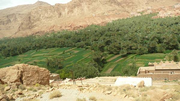 Palm grove and green fields among red earthen houses, Tinerhir oasis