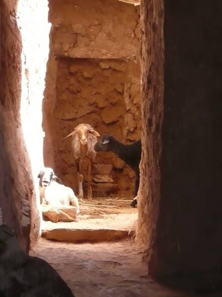 Goats and sheep inside a mud-brick barn lit by sunlight