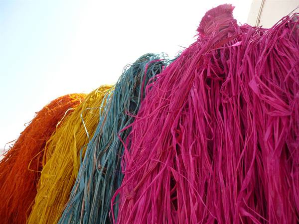 Bundles of dyed raffia hanging to dry in the sun