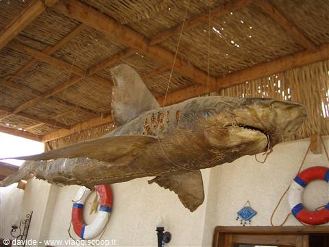 stuffed shark