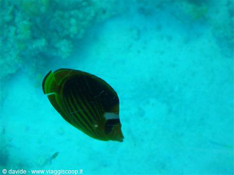 seabeds