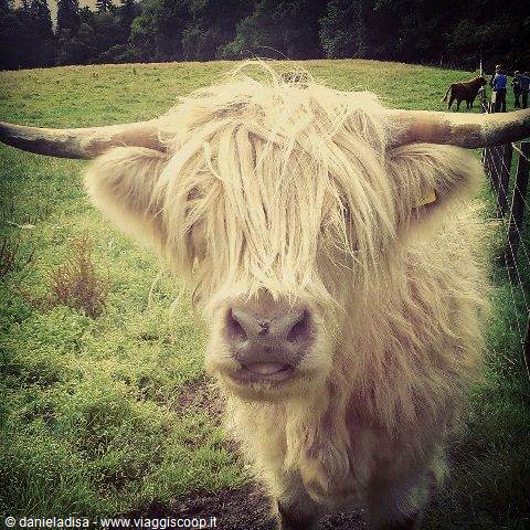 Blond shaggy Highland cow stares at camera in green field