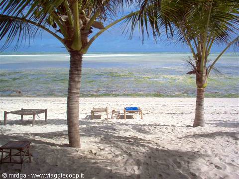 the beach of the Jacaranda