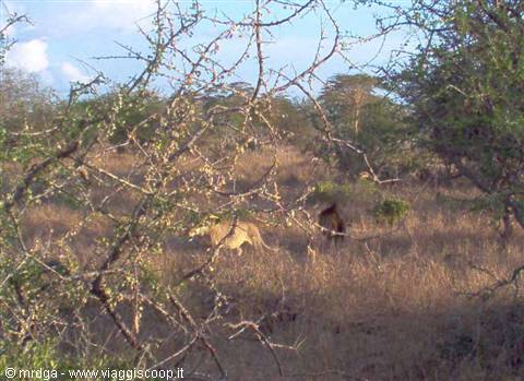 Lions at the Lualenyi