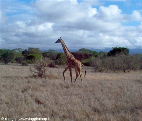 Giraffe at the Lualenyi