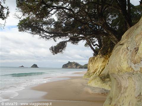 Pohutukawa trees over sandstone cliff, turquoise sea and islets, Hahei Beach, Coromandel
