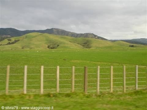 Wooden wire fence in front of green hills with grazing sheep