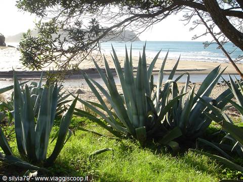 Agave plants under a tree on a sandy beach, blue sea and green headland behind