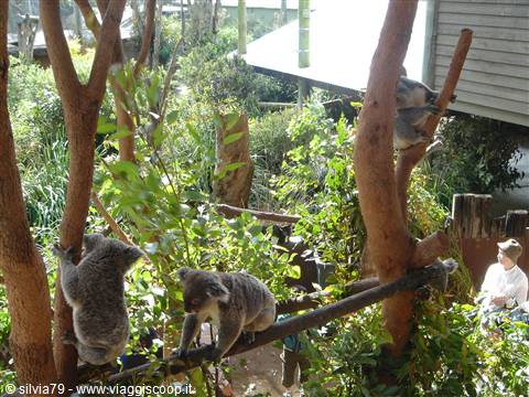 Koalas resting on eucalyptus branches in a zoo enclosure