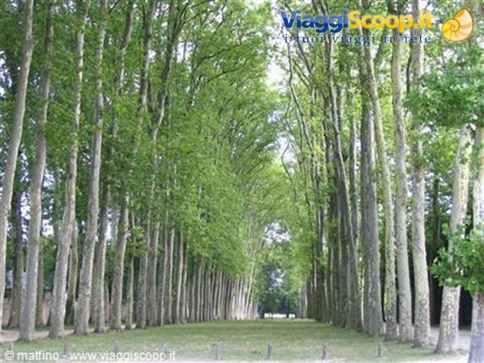 Versailles. Avenue