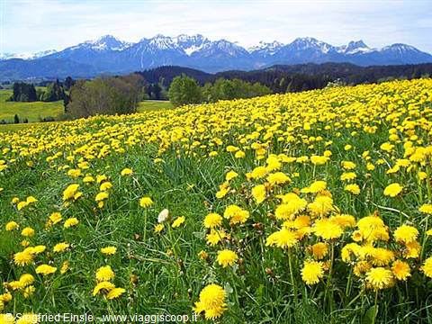 Spring