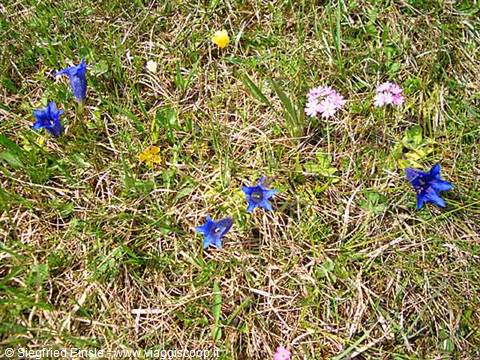 Spring flowers