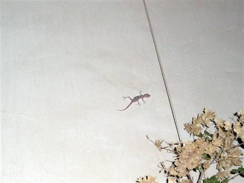 Gecko on pale plaster wall at night, beside dry branches