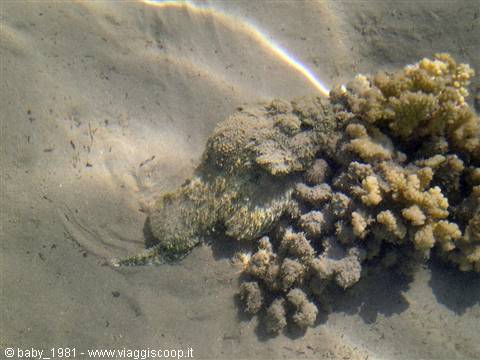 Stonefish camouflaged among corals in shallow sandy water