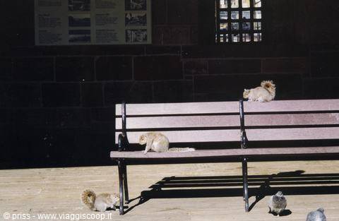 big squirrels waiting for the ferry to the statue of liberty!