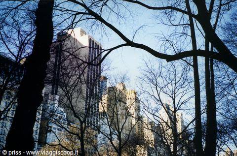 Manhattan skyscrapers behind bare branches, winter sunlight, Central Park