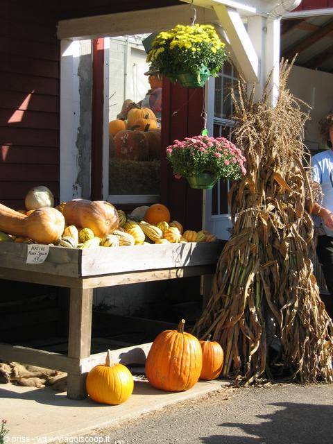 we leave the big apple and here we are among the pumpkins