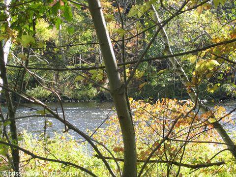 River flowing between slender tree trunks and autumn leaves in sunlight