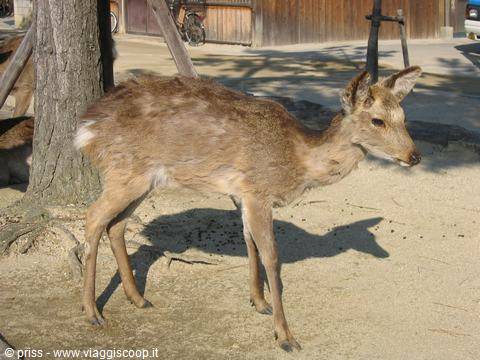 Cervo silenzioso tra gli alberi del parco di Nara