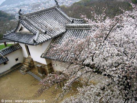 Tetti di pietra del castello di Himeji tra ciliegi in fiore