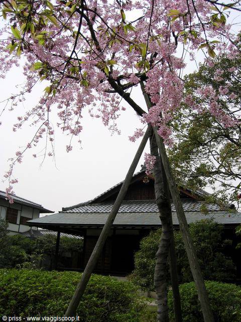 Ciliegio piangente sostenuto da pali davanti a tempio tradizionale, Kyoto