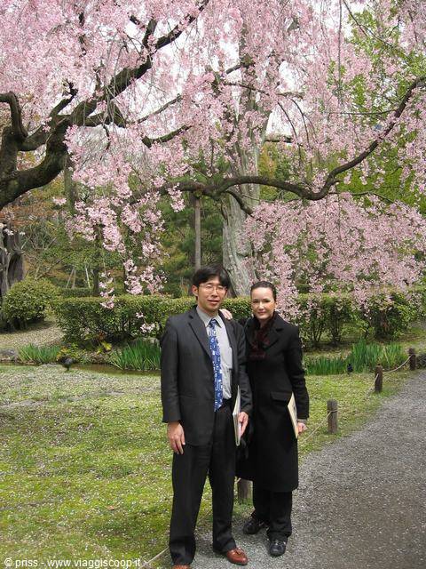 Coppia in giacca e cappotto sotto un ciliegio piangente in fiore a Kyoto