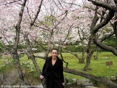 Donna in nero tra i ciliegi in fiore al parco di Maruyama, Kyoto