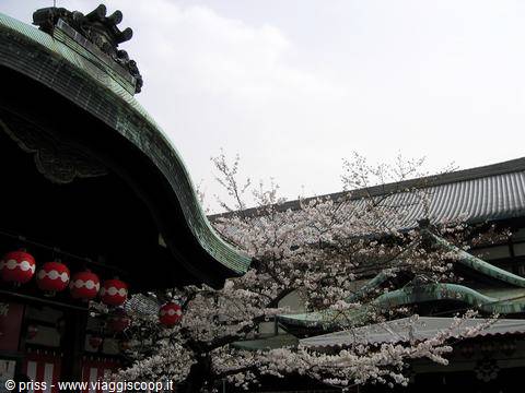 Lanterne rosse e ciliegio in fiore sotto il tetto verde del tempio, Tokyo