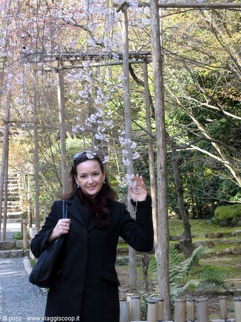 Woman waving under wooden trellis with cherry blossoms in a Japanese garden