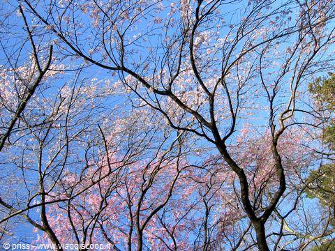 Cherry blossom branches with pink flowers against a deep blue sky