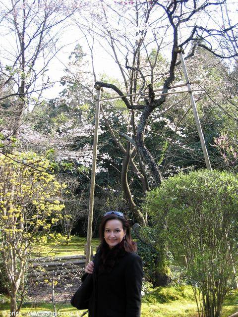 Smiling woman beneath a cherry tree supported by bamboo poles, Japanese garden
