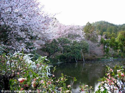 White and pink cherry blossoms over a reflecting pond in a garden