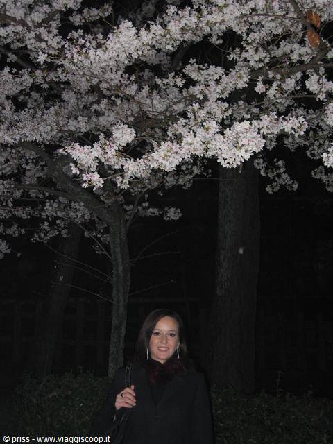 Smiling woman under illuminated cherry blossoms at night