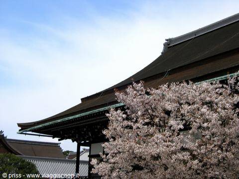 Il tetto ligneo del tempio di Kyoto spunta tra i ciliegi in fiore
