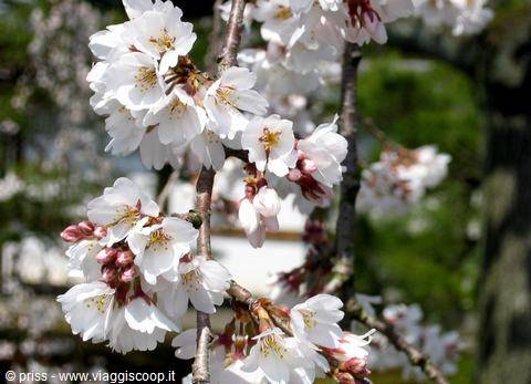 White cherry blossom branches in sunlight, pink buds and petals close-up