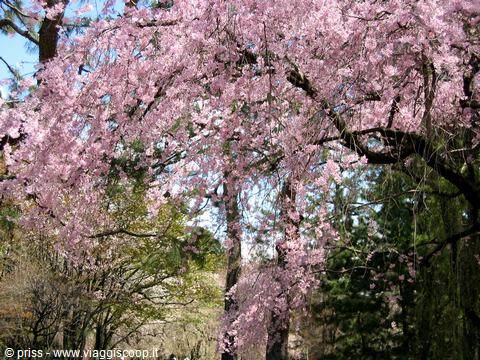 Weeping cherry tree in pink bloom, curving branches among green trees under blue sky