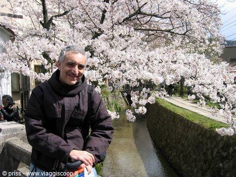 Passeggiata lungo il canale dei ciliegi in fiore, Sentiero del Filosofo, Kyoto