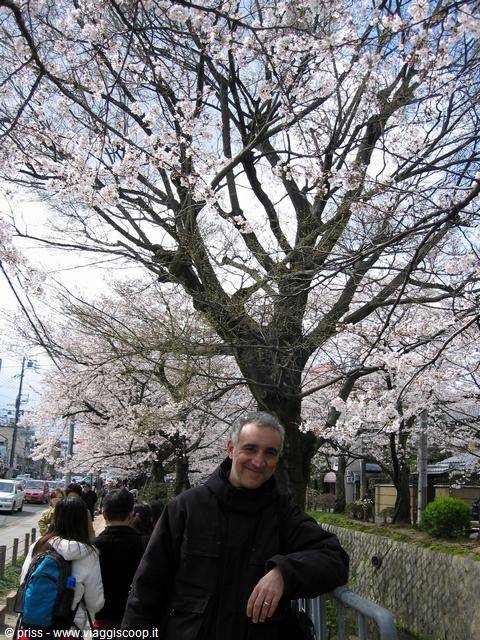 Smiling man under blooming cherry trees along a city canal