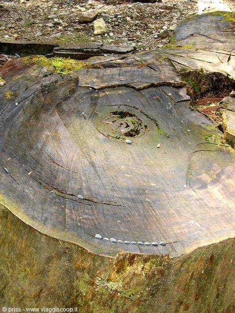 trunk with coins, who knows why?