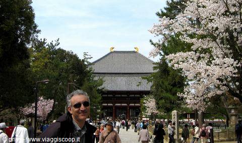 Man wearing sunglasses in front of Tōdai-ji Temple in Nara among blooming cherry trees