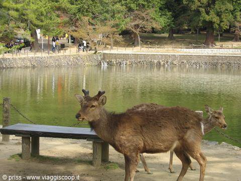the famous deer of Nara
